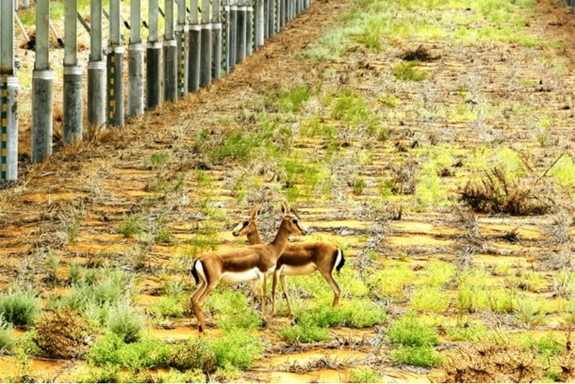 腾格里新能源基地生态持续改善引来鹅喉羚