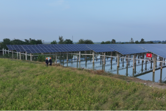 “渔”光互补养出“致富蟹”