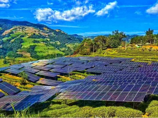 茶光共耀彩云南