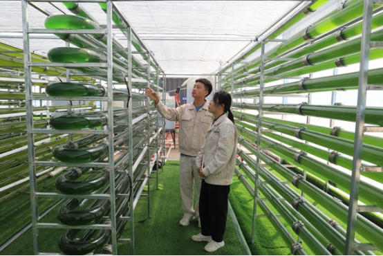 国内首套矿山微藻生物固碳系统通过验收