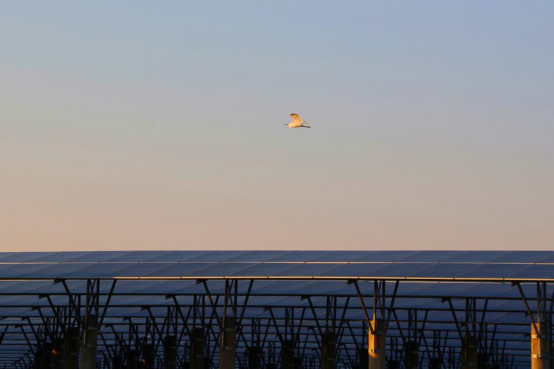 国家能源集团国华投资：吴越大地书写阳光新篇